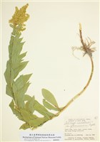 藏品(高大一枝黃花)的圖片